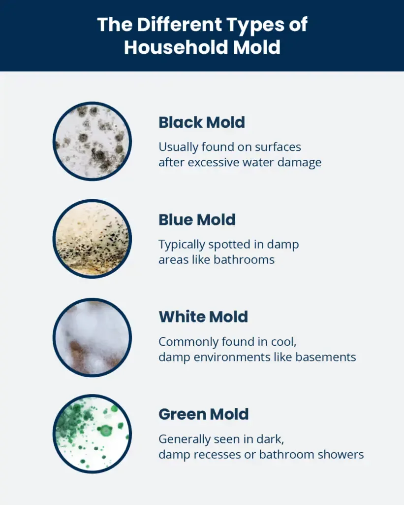 How Dangerous Is Mold In Your Home? Health Risks Every Family Should Know - Save The Day Restoration blog