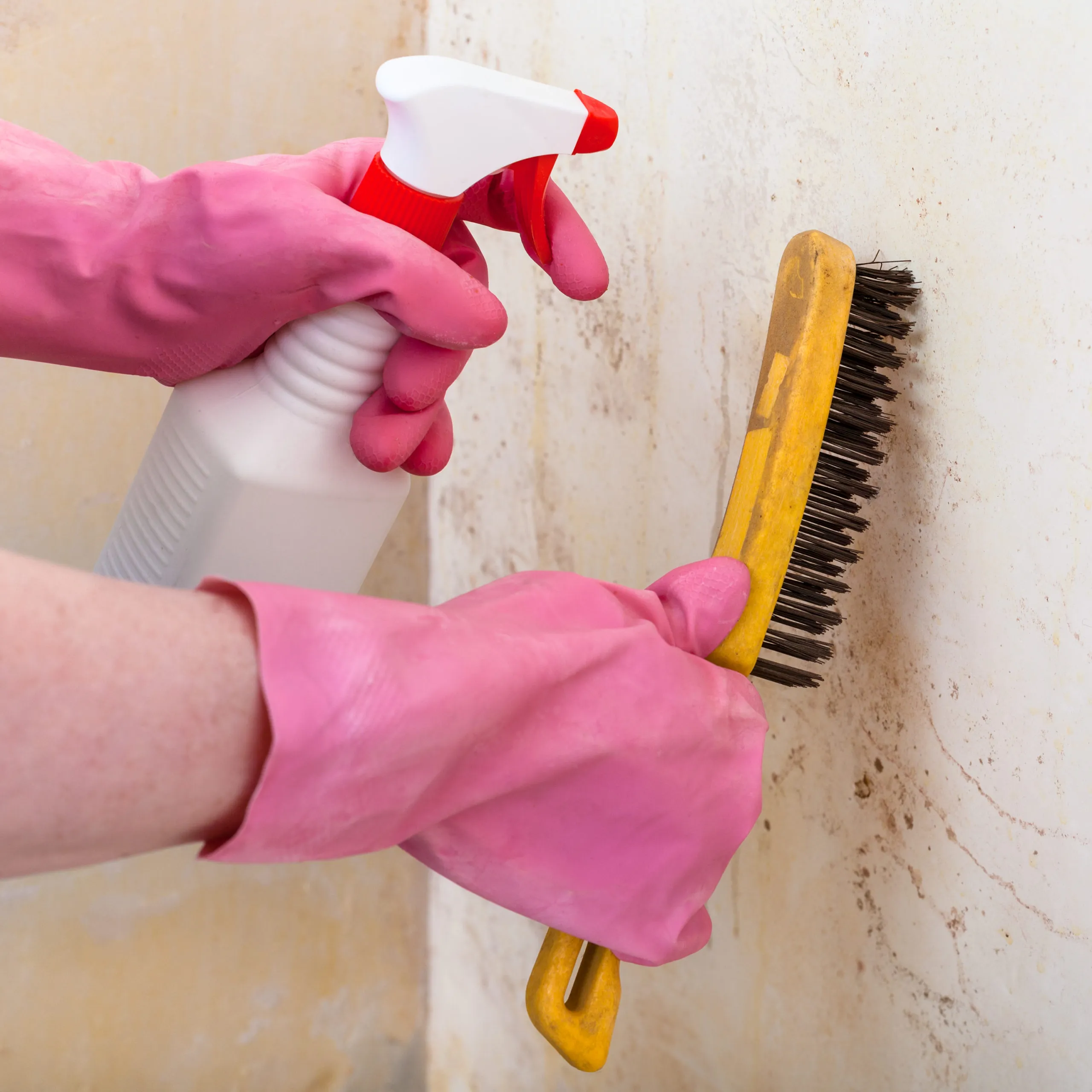 How To Identify Different Types Of Mold In Your Southern California Home - Save The Day Restoration blog