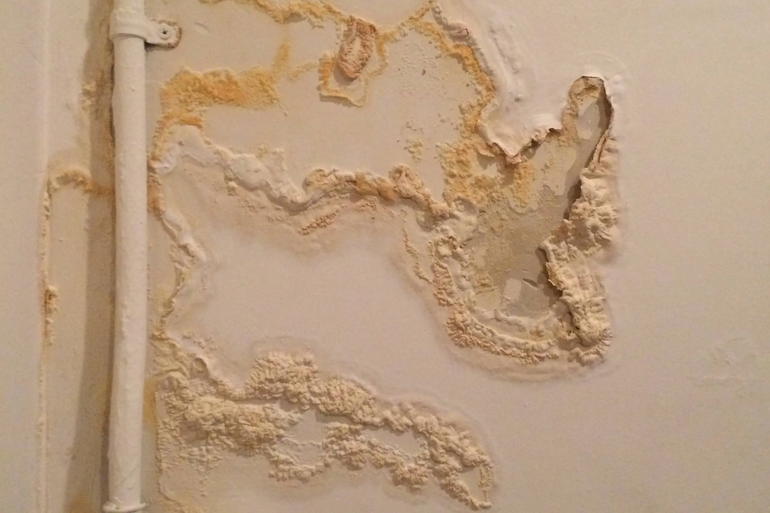 How To Prevent Mold Growth After Water Damage In Your Home - Save The Day Restoration blog