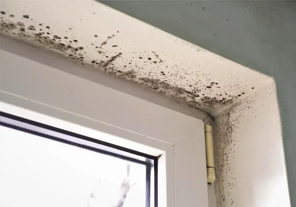 Mold remediation services by Save The Day Restoration IICRC-certified technicians in Southern California