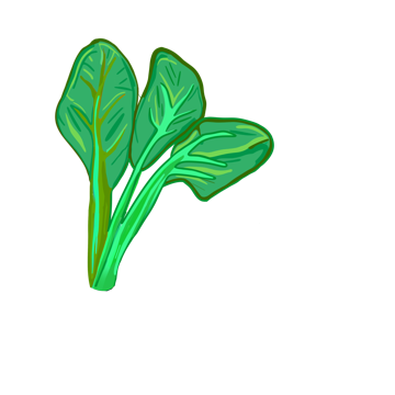 Swiss chard illustration