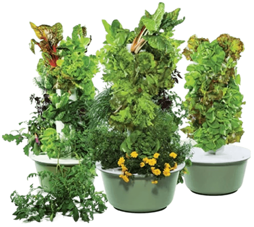 A group of Tower Garden growing systems planted with leafy greens and flowers