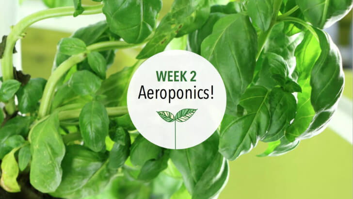 Leafy greens growing aeroponically in a Tower Garden