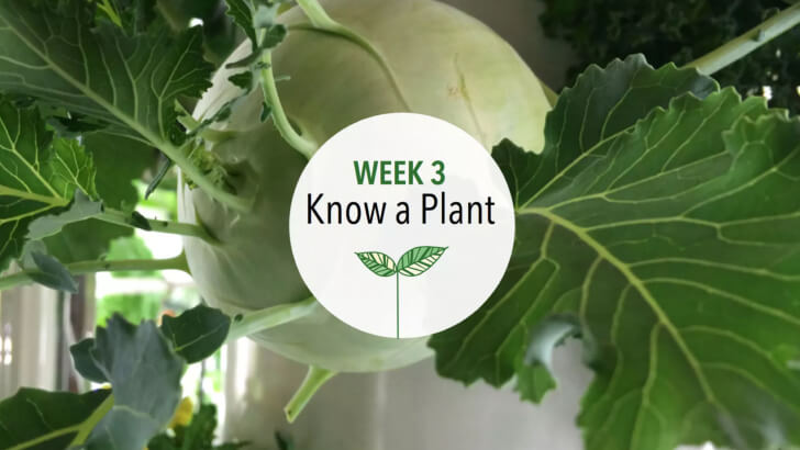 Close-up of a plant leaf used for plant anatomy lessons
