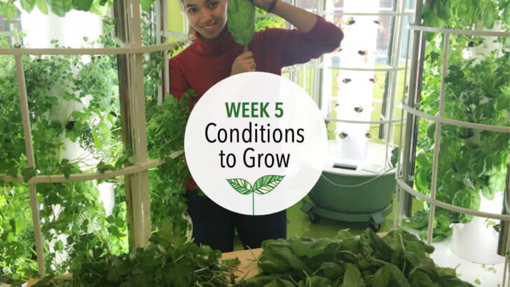 Seedlings growing under classroom grow lights