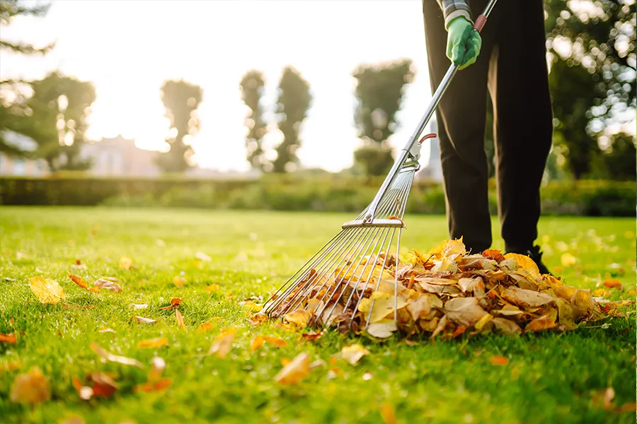 BZ Landscaping worker in green gloves using a metal leaf rake to gather a pile of fallen autumn leaves on a vibrant green lawn during seasonal cleanup.