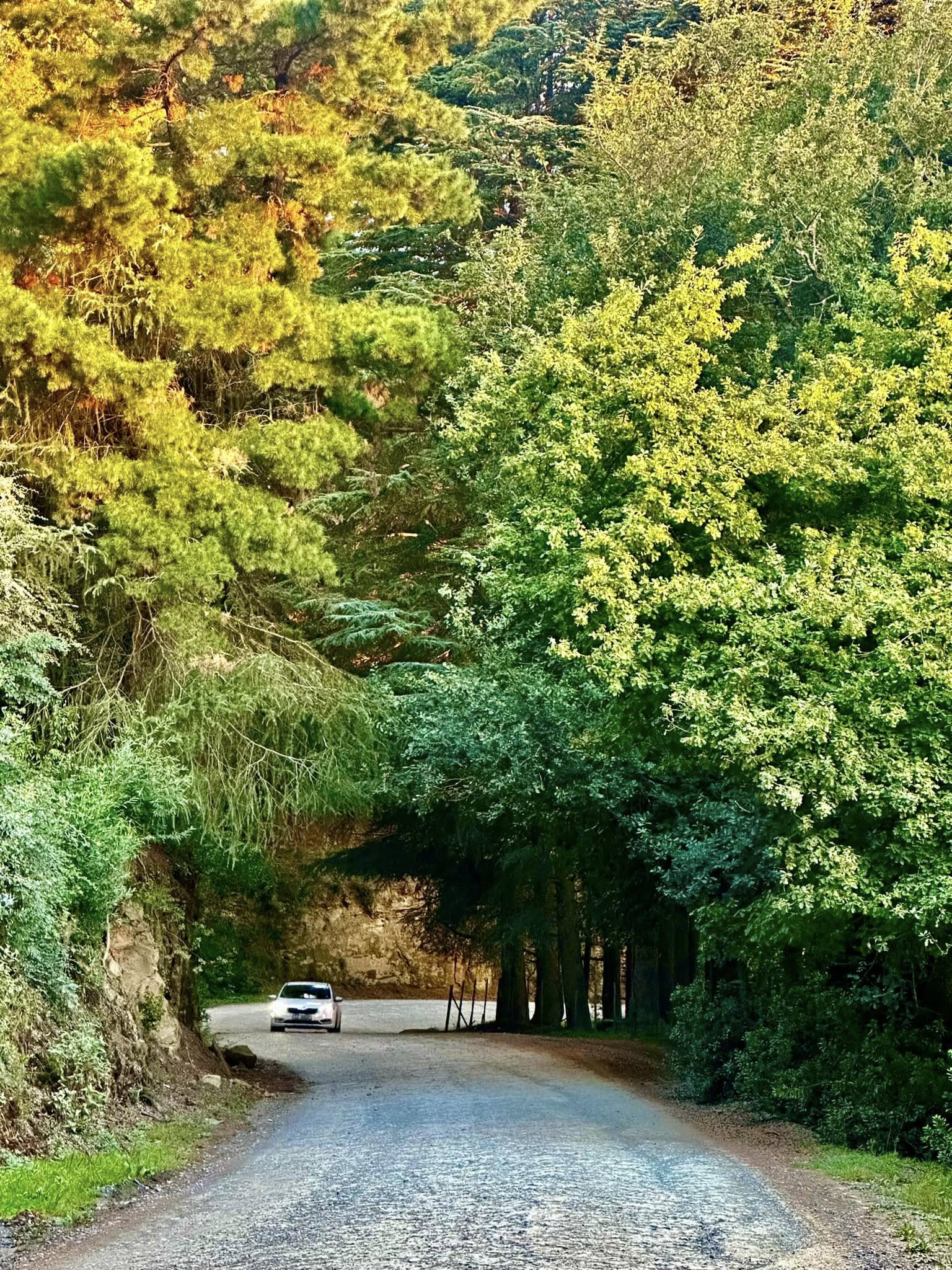 Tree-lined streets, Hogsback