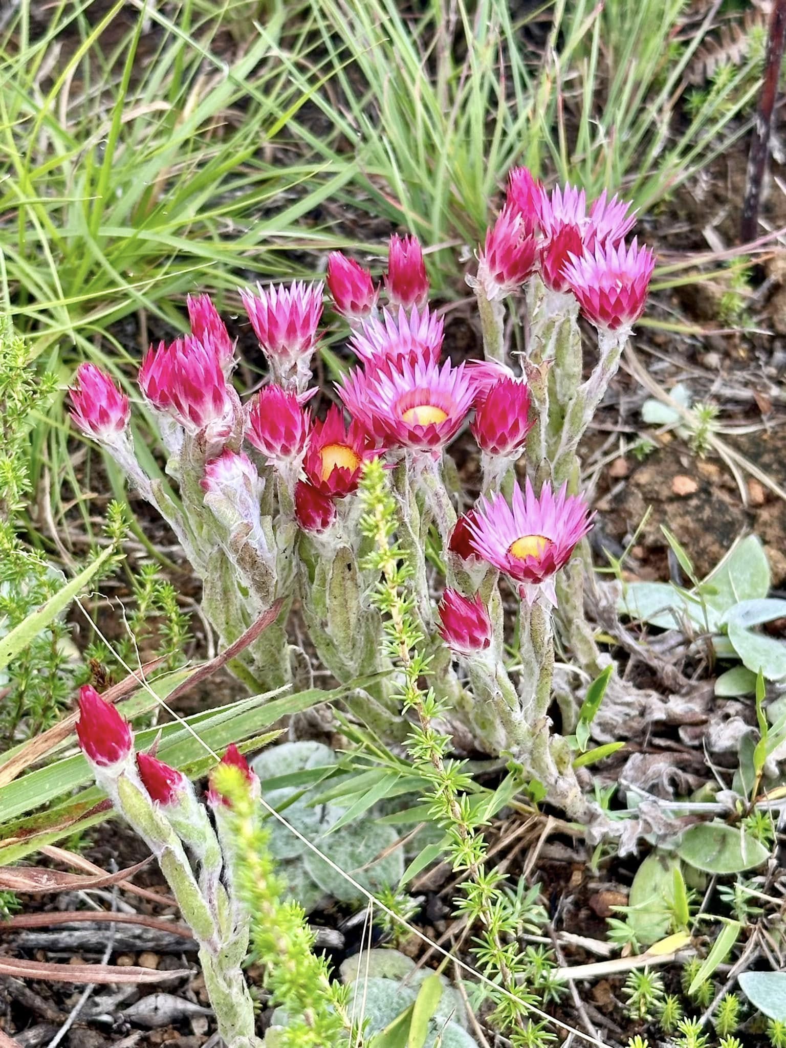 Sewe-jaartjies flowers, Hogsback