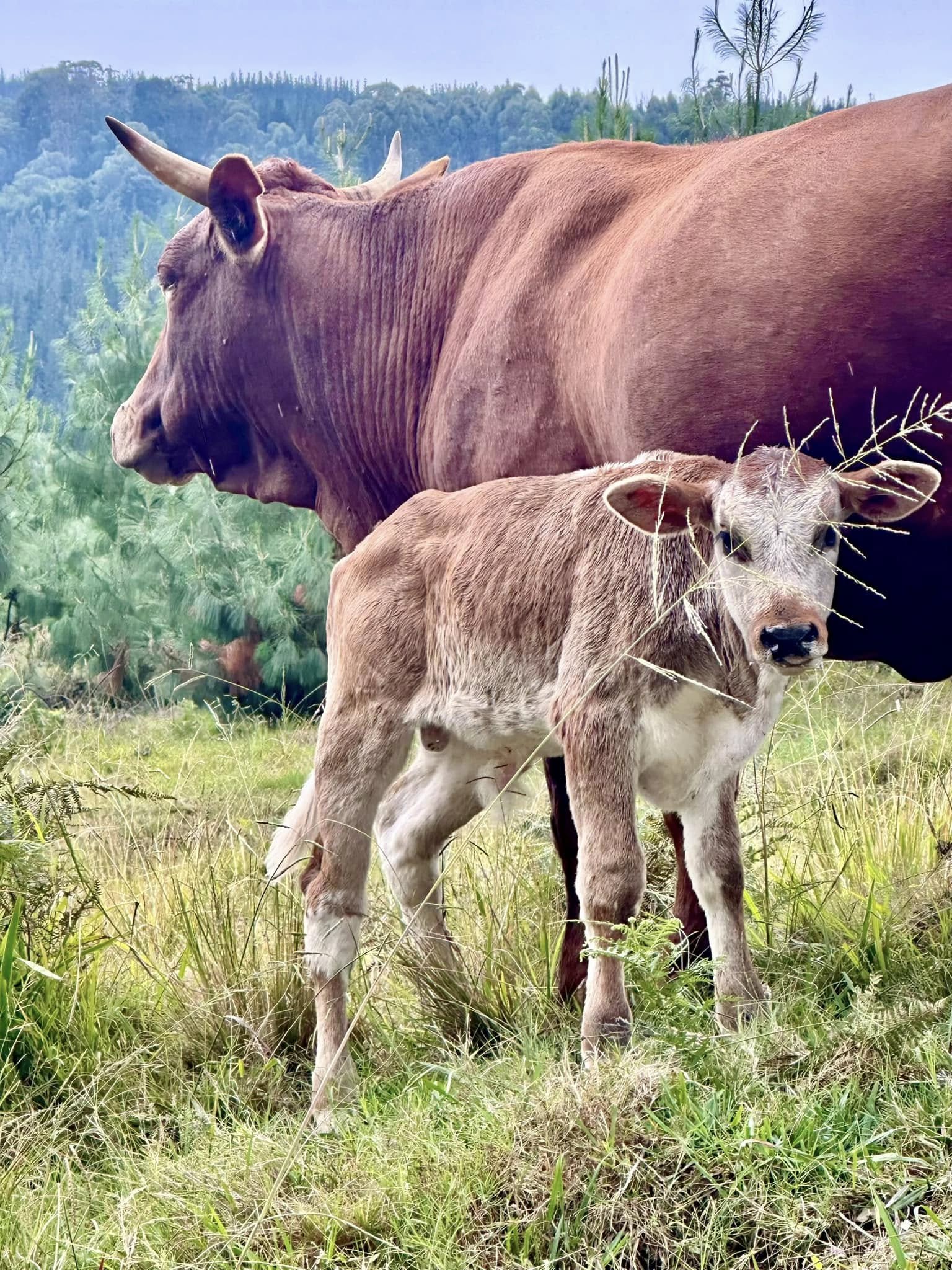 Cow spotted on the roads around Hogsback