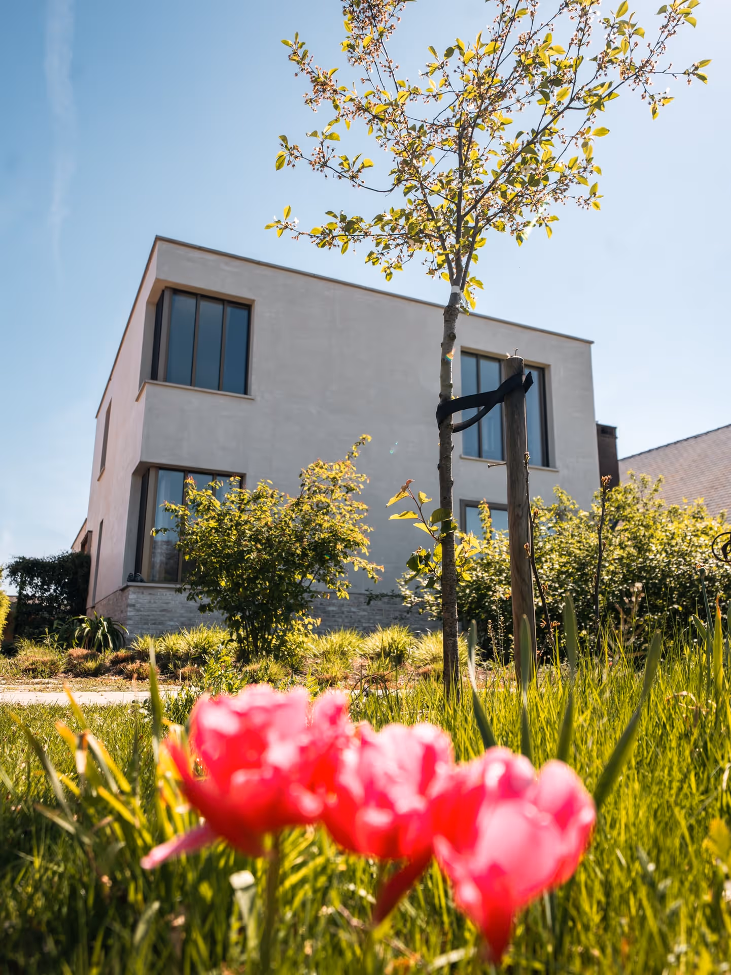 Lichte nieuwbouwwoning met platte daken achter een aangelegde tuin met tulpen op de voorgrond
