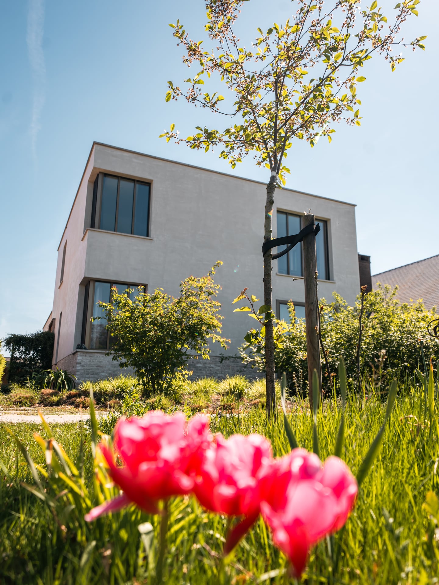 Zicht op de witgepleisterde nieuwbouwwoning met roze tulpen in de bloeiende voortuin op de voorgrond