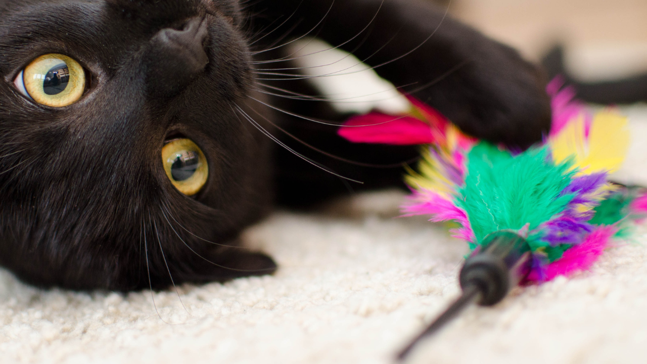 A black cat reaching for a colorful feather toy