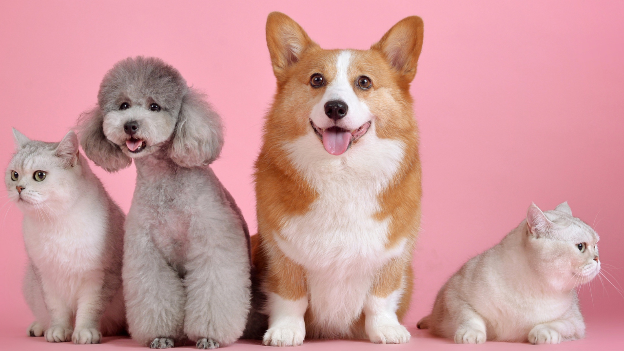 A dog and cat sitting beside a smaller dog against a pink background