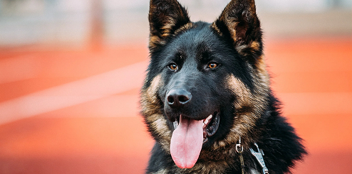 Trusted SIA Approved K9 Security Service UK