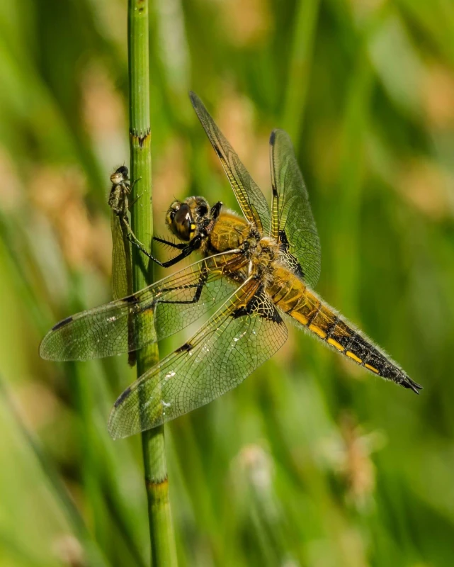 dragonfly sat on a leaf