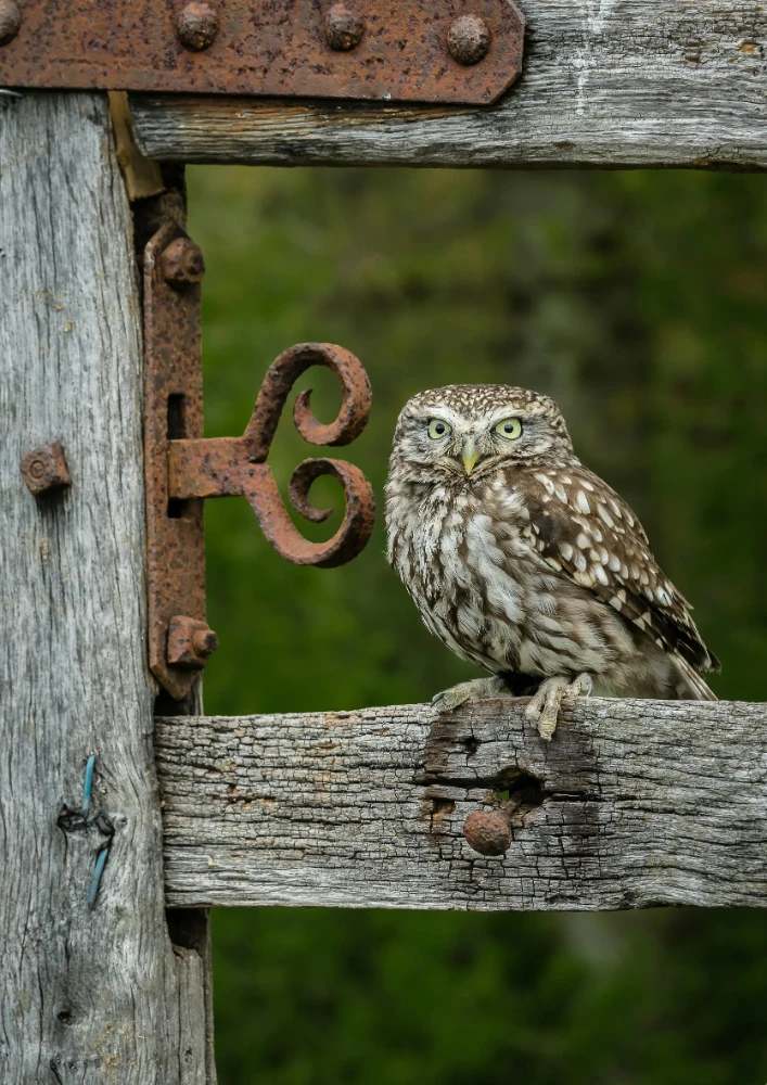 Small owl with yellow eyes perched on an old weathered wooden fence with rusted metal hinges.