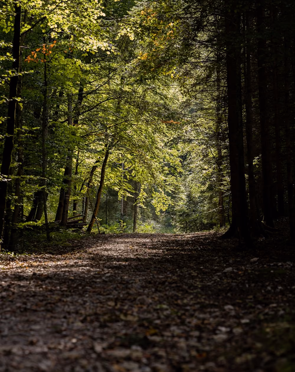 Natur im Nationalpark Bayerischer Wald