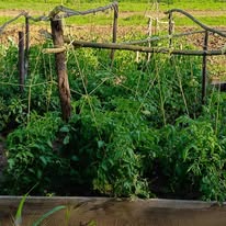 A community garden taking root