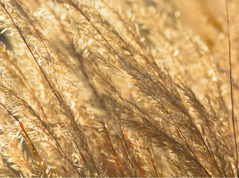 Close-up of golden wheat stalks illuminated by sunlight.