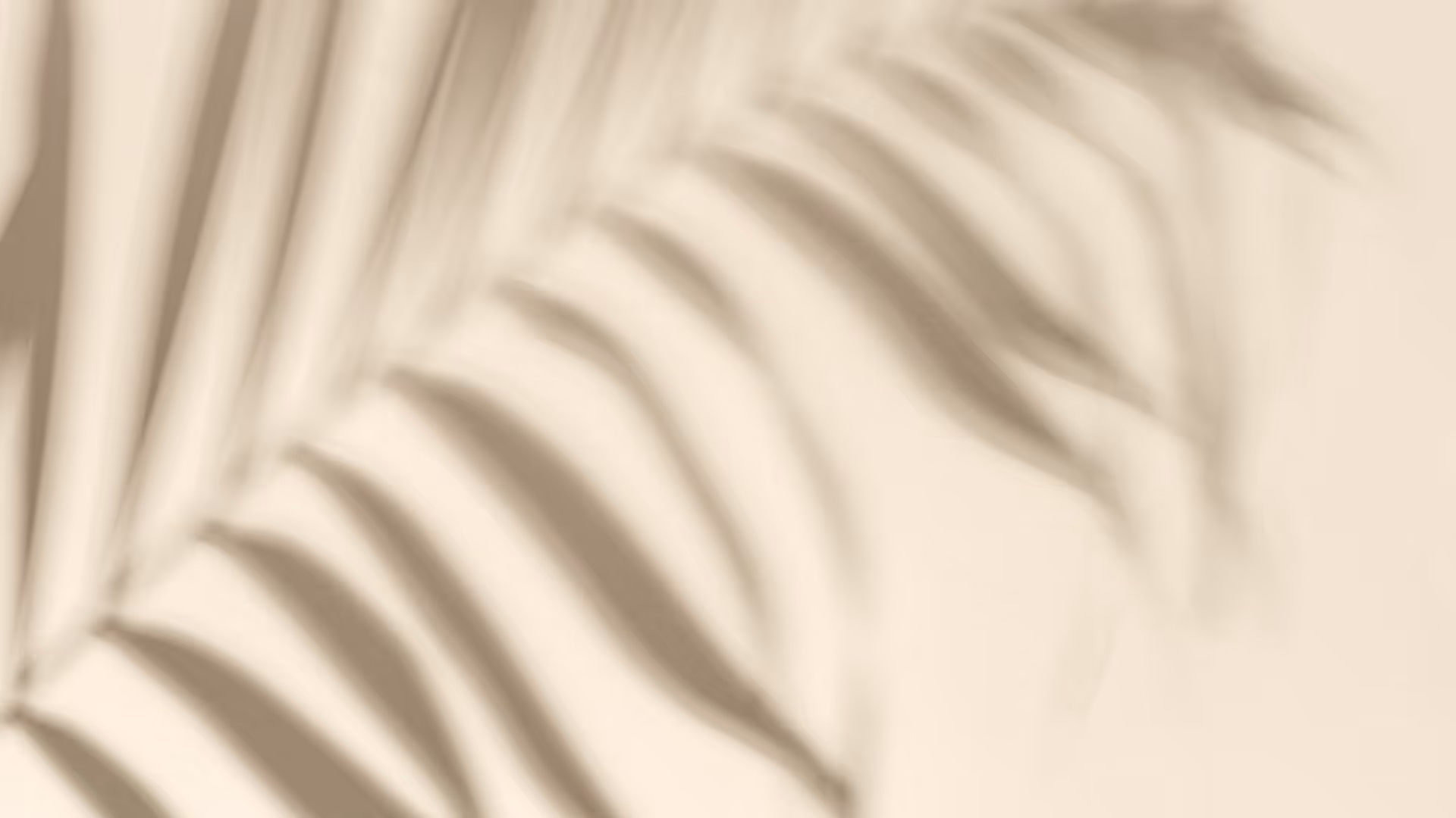 Shadow of palm leaves on white wall stock image
