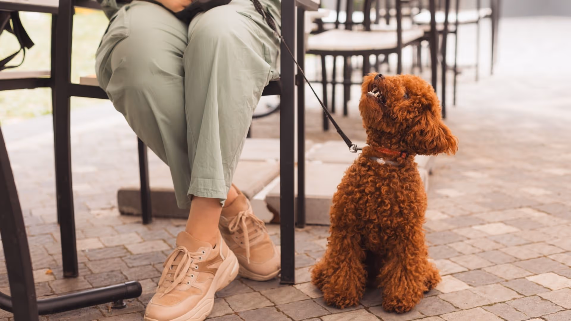 Dog next to person sitting at table stock image