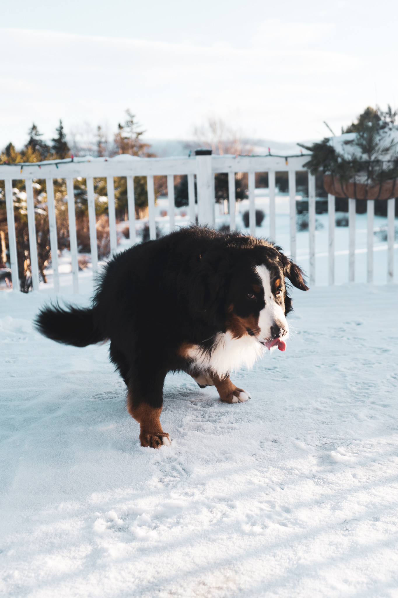 image of company milestones in a timeline format (for an edtech)