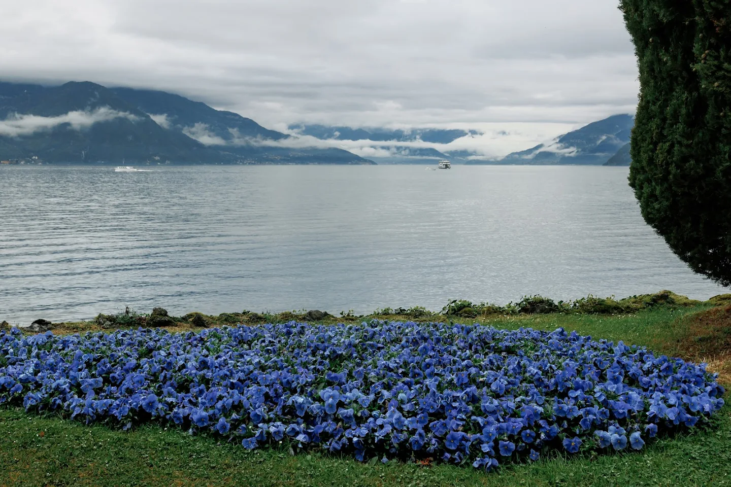 Patch of vibrant blue flowers on green grass by a calm lake with mountains and cloudy sky in the background.