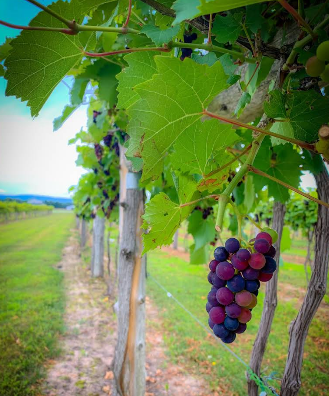 Northern Michigan Wine Tourism 2026