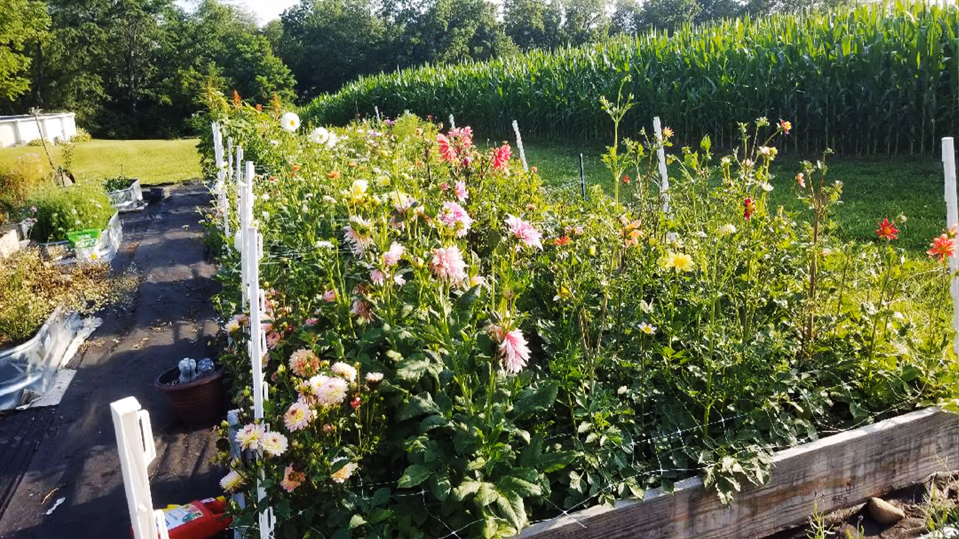 Sunlit garden bed filled with blooming pink and white flowers, bordered by a wire fence, with a cornfield and trees in the background.