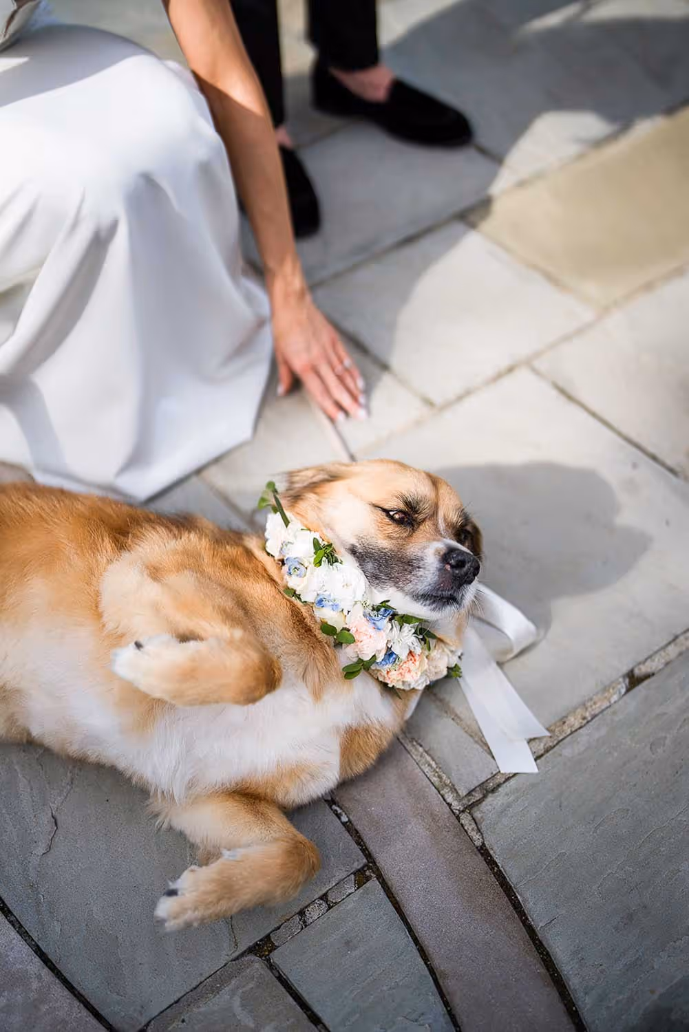 Light brown dog lying on a stone patio wearing a floral wreath collar, with a person in a white dress reaching toward it.