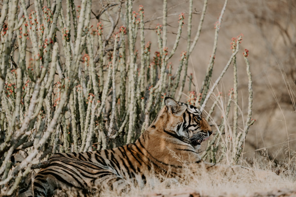 Bengal tiger resting in grass at Ranthambore National Park India