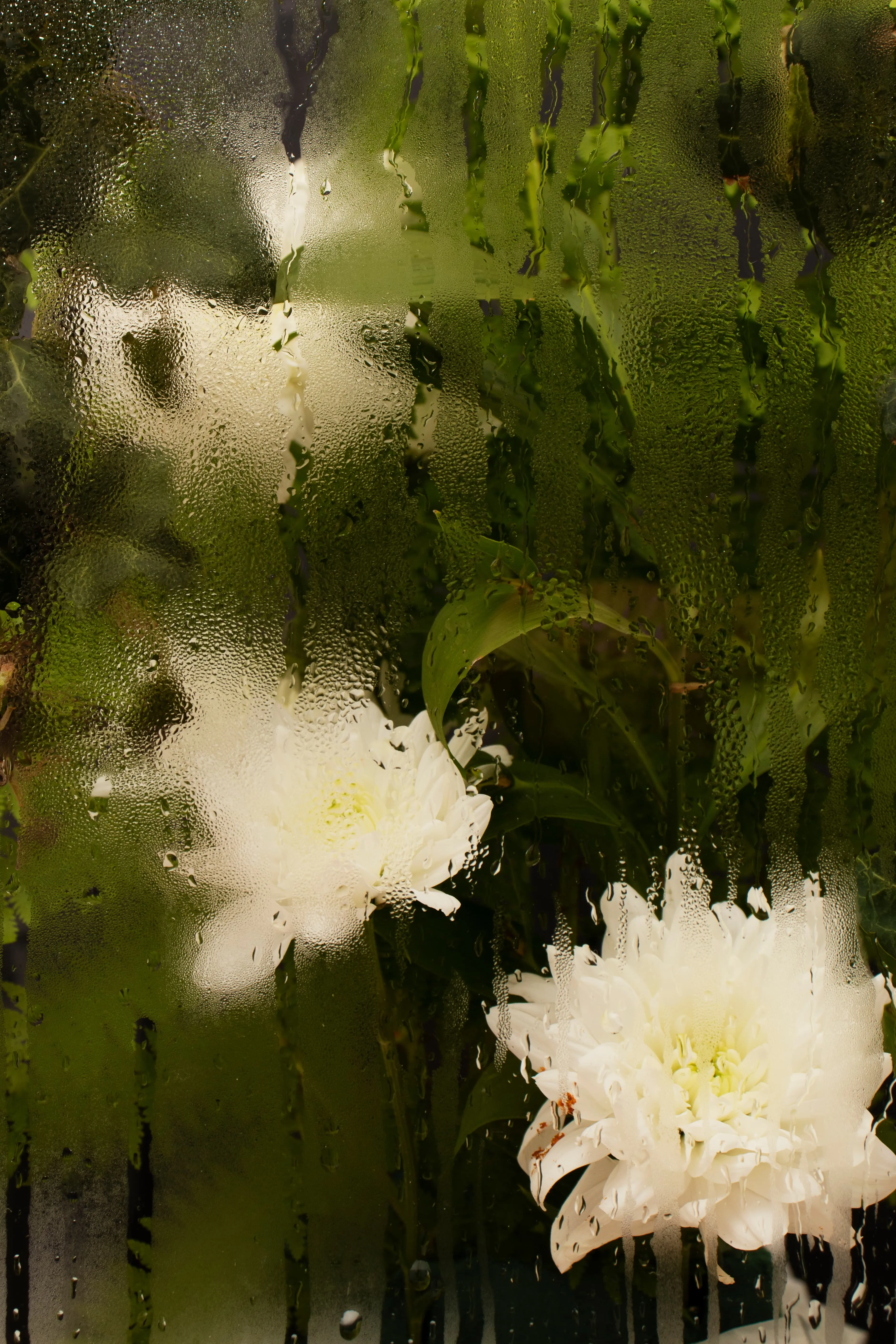 White flowers and green leaves blurred behind a glass surface covered with water droplets and condensation.