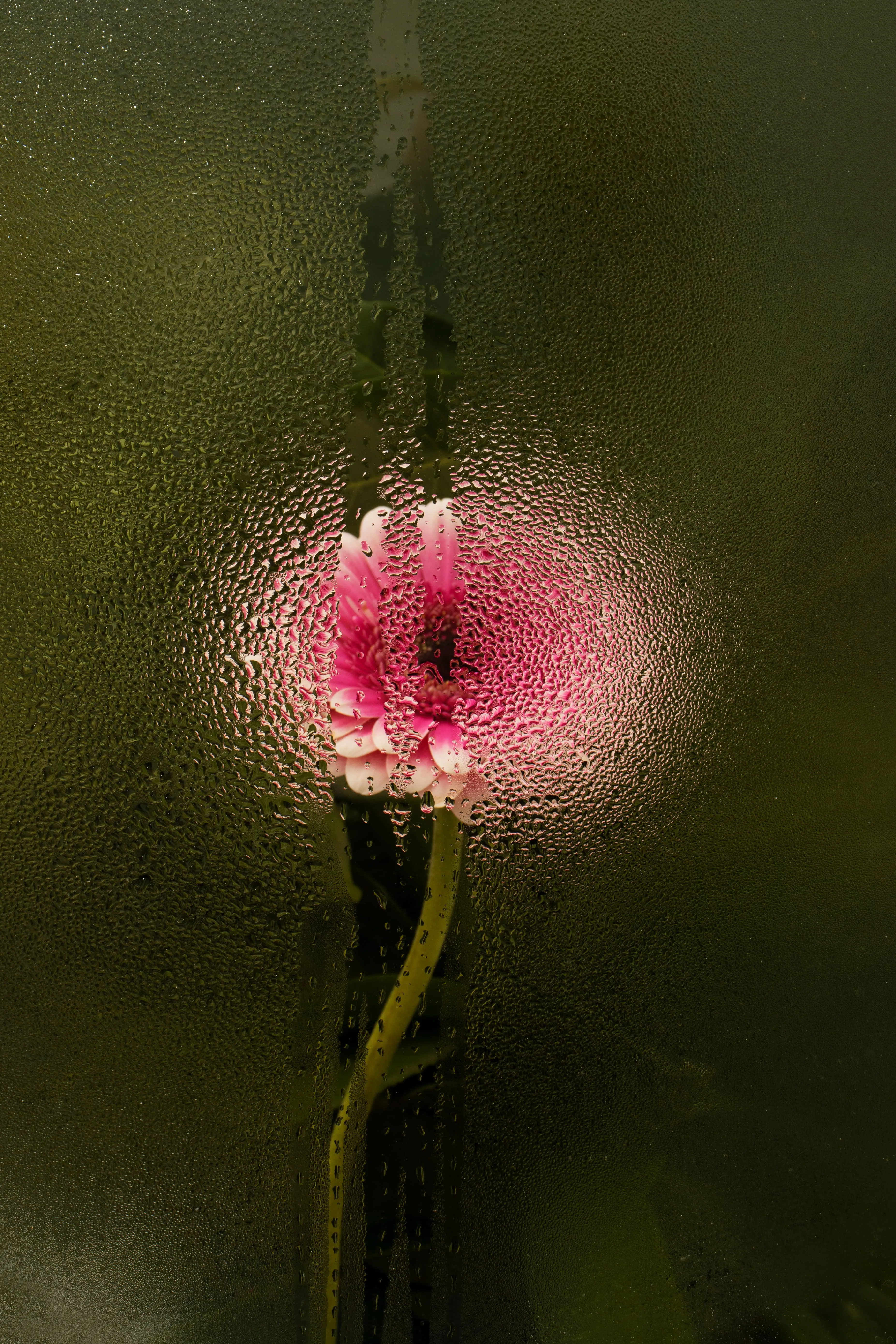 Green fern leaves visible through a glass covered with water droplets and vertical streaks.
