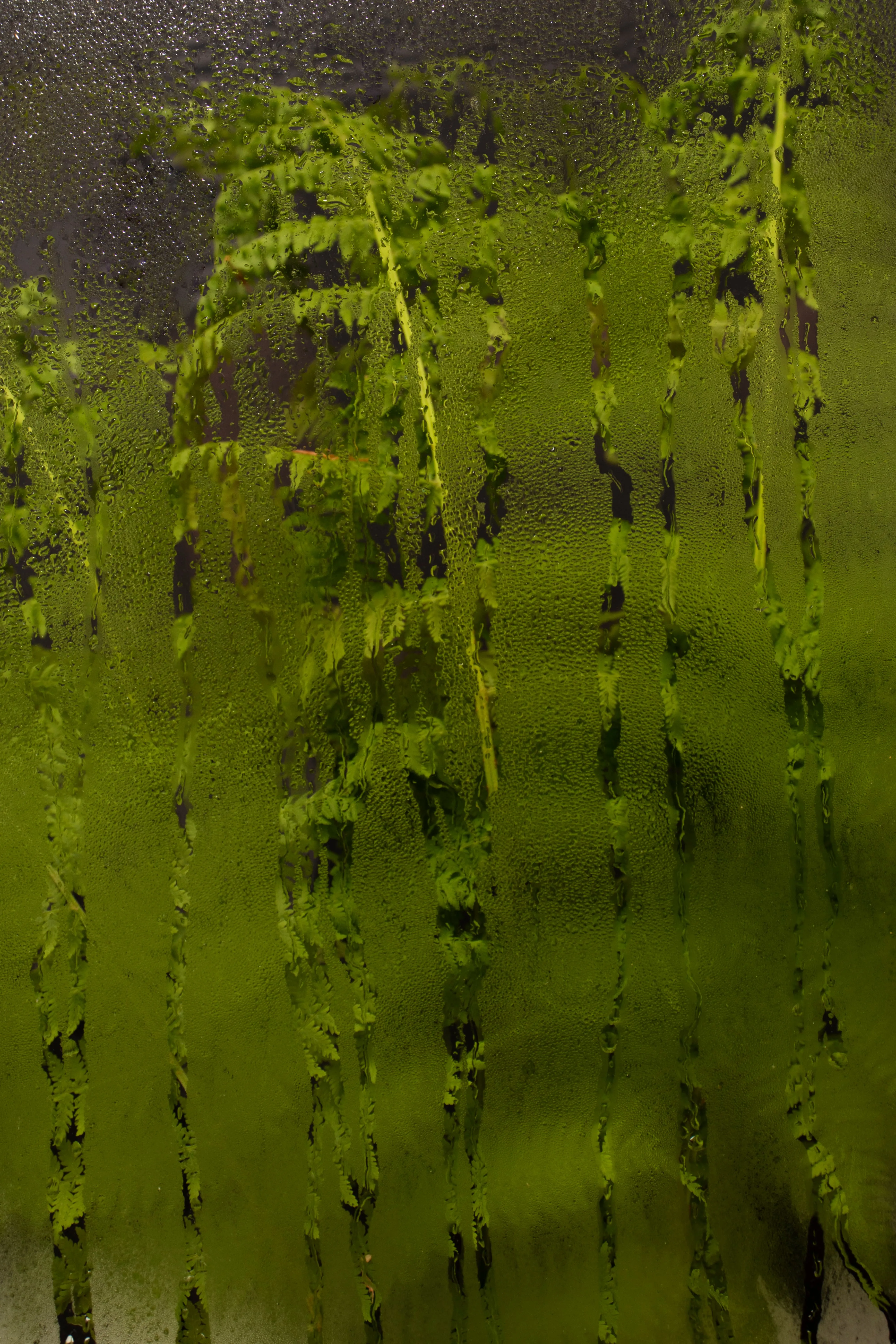 Green fern leaves visible through a glass covered with water droplets and vertical streaks.