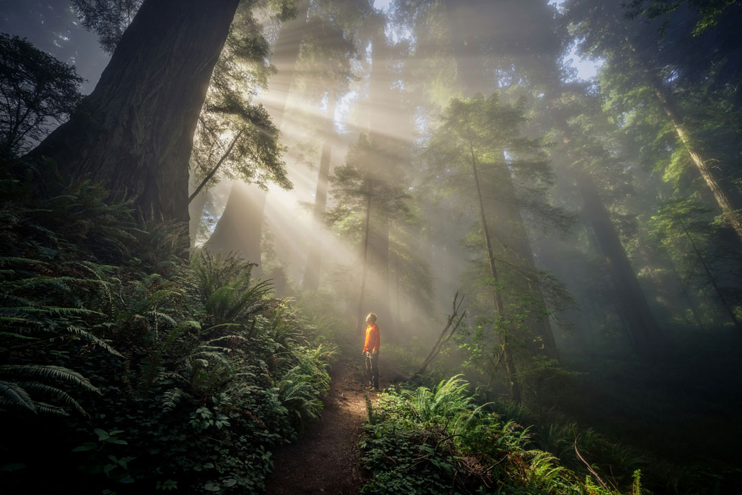 human walk in the forest