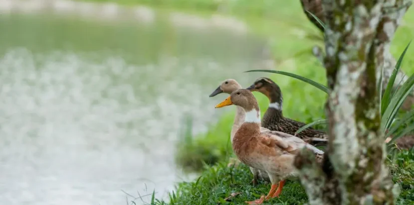 The Acres Resort in Bentong – nature retreat with ducks in the serene forest