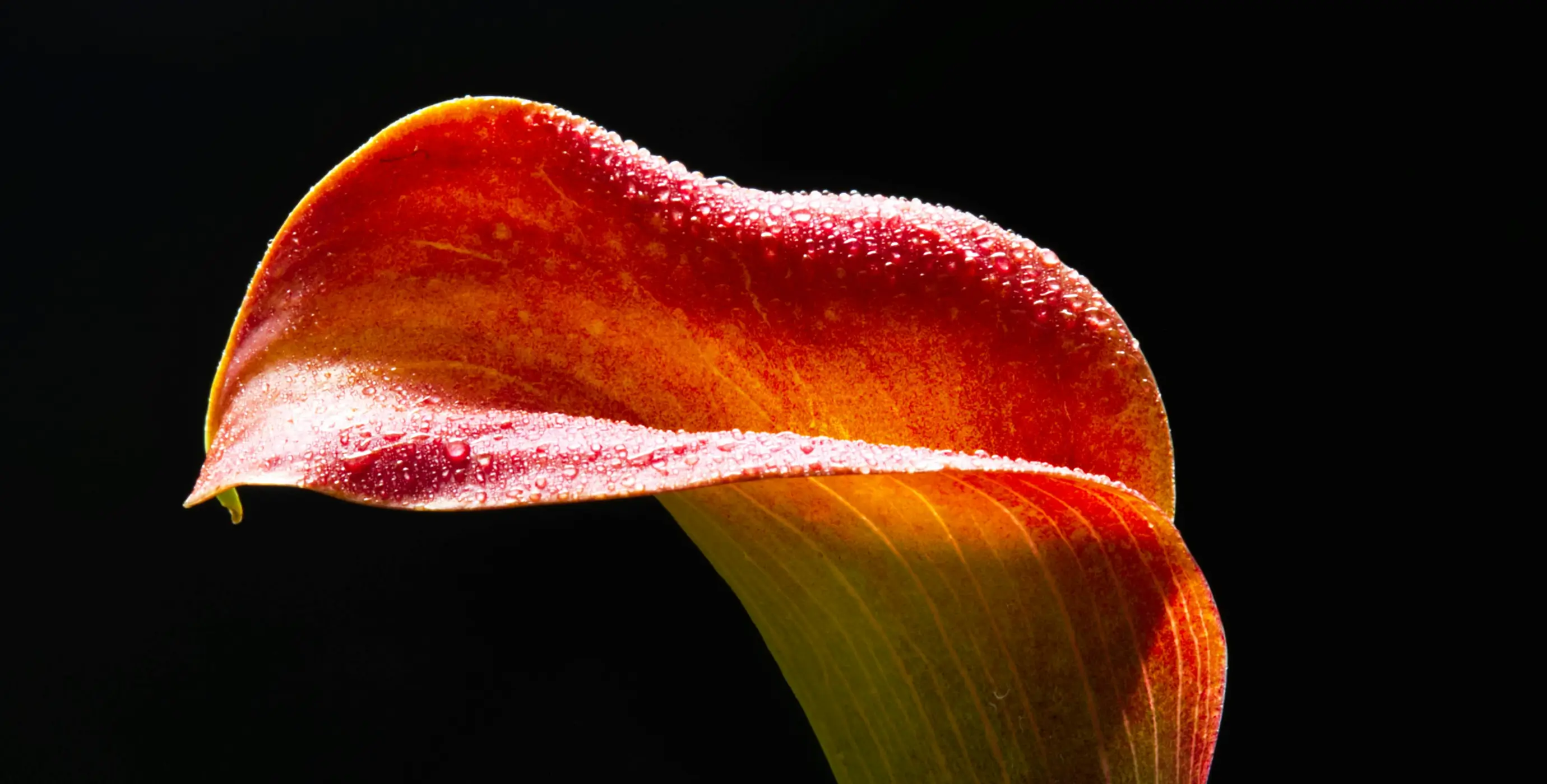 Single Project Image