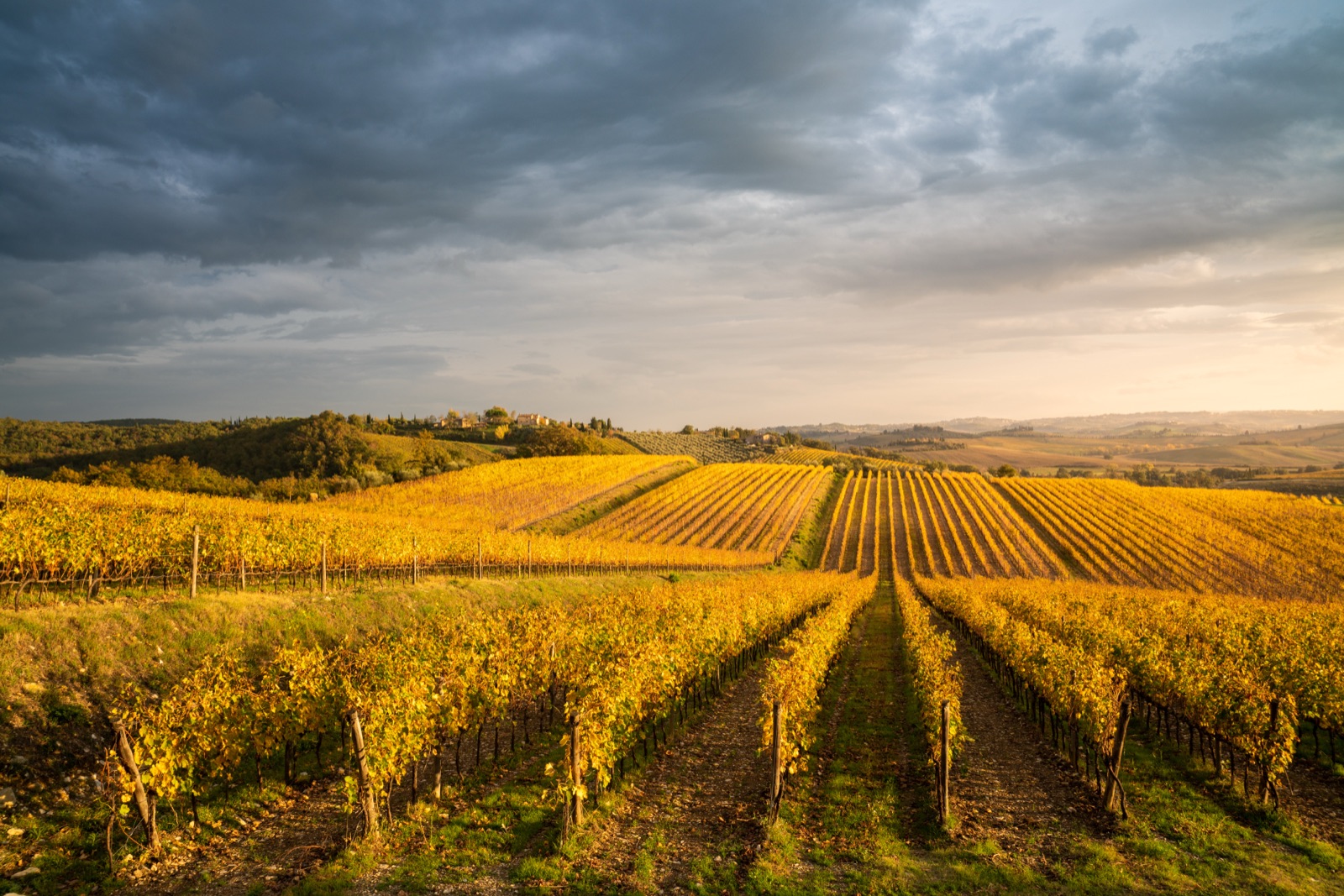 Golden vineyard rows in the Tuscan countryside