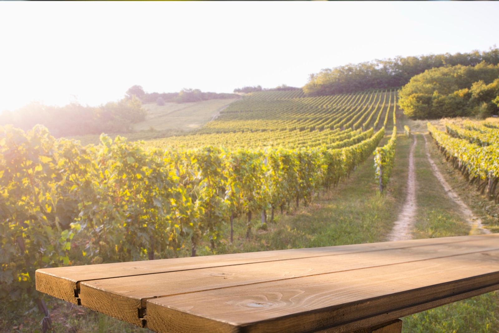 A vineyard table set for a long lunch