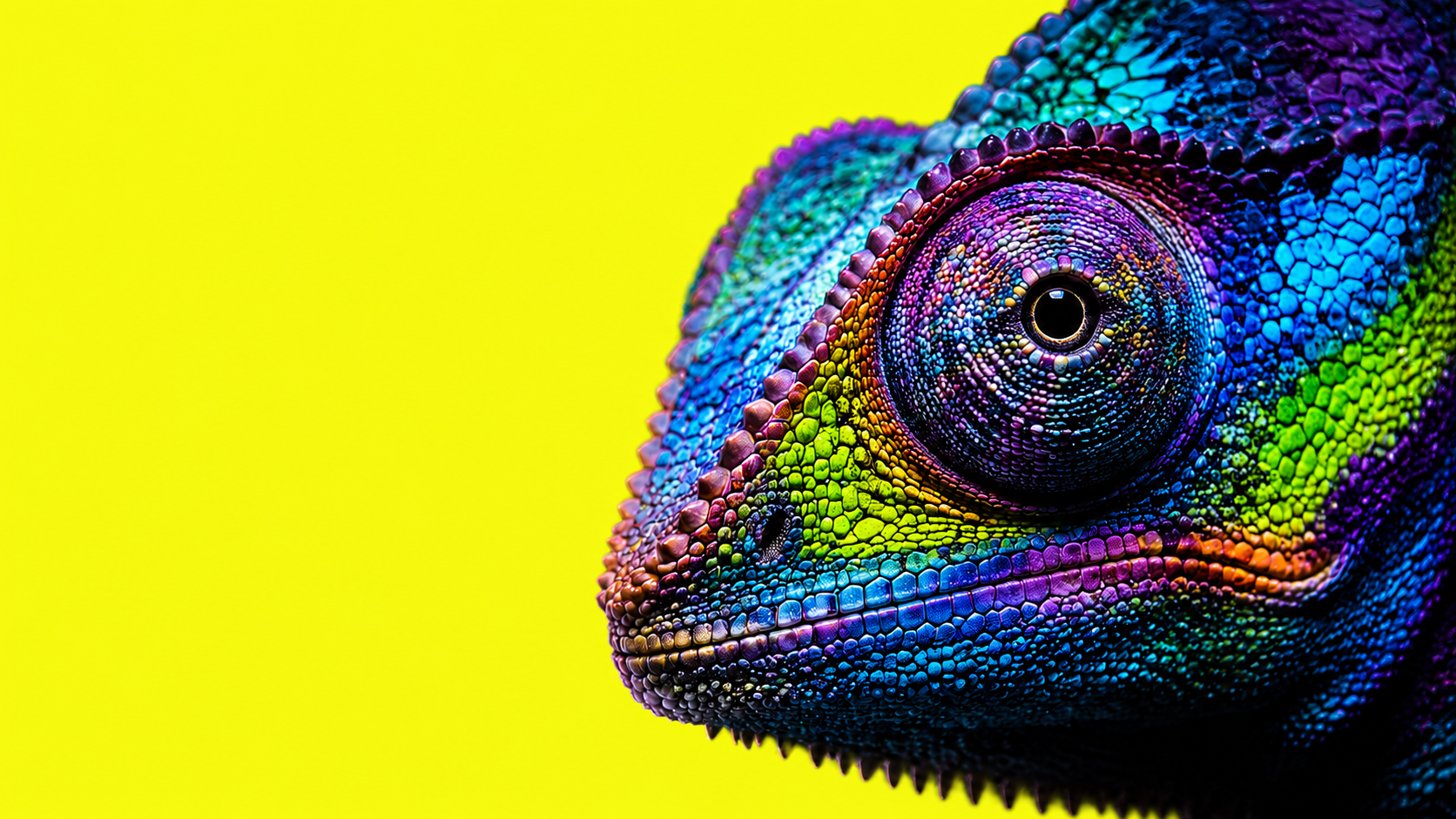 Camaleonte colorato — design web adattivo