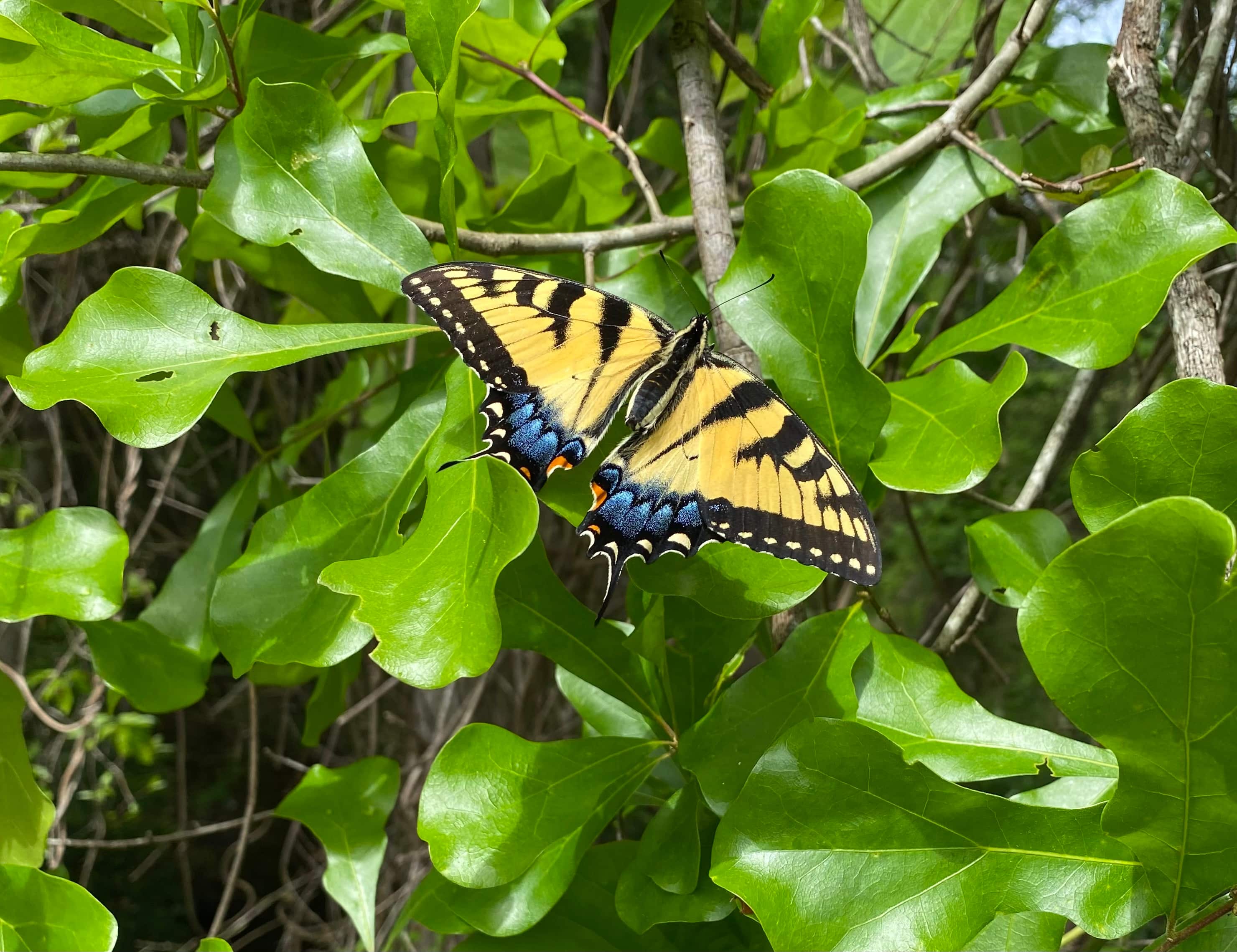 Monarch yellow and blue butterfly sitting on green leaves