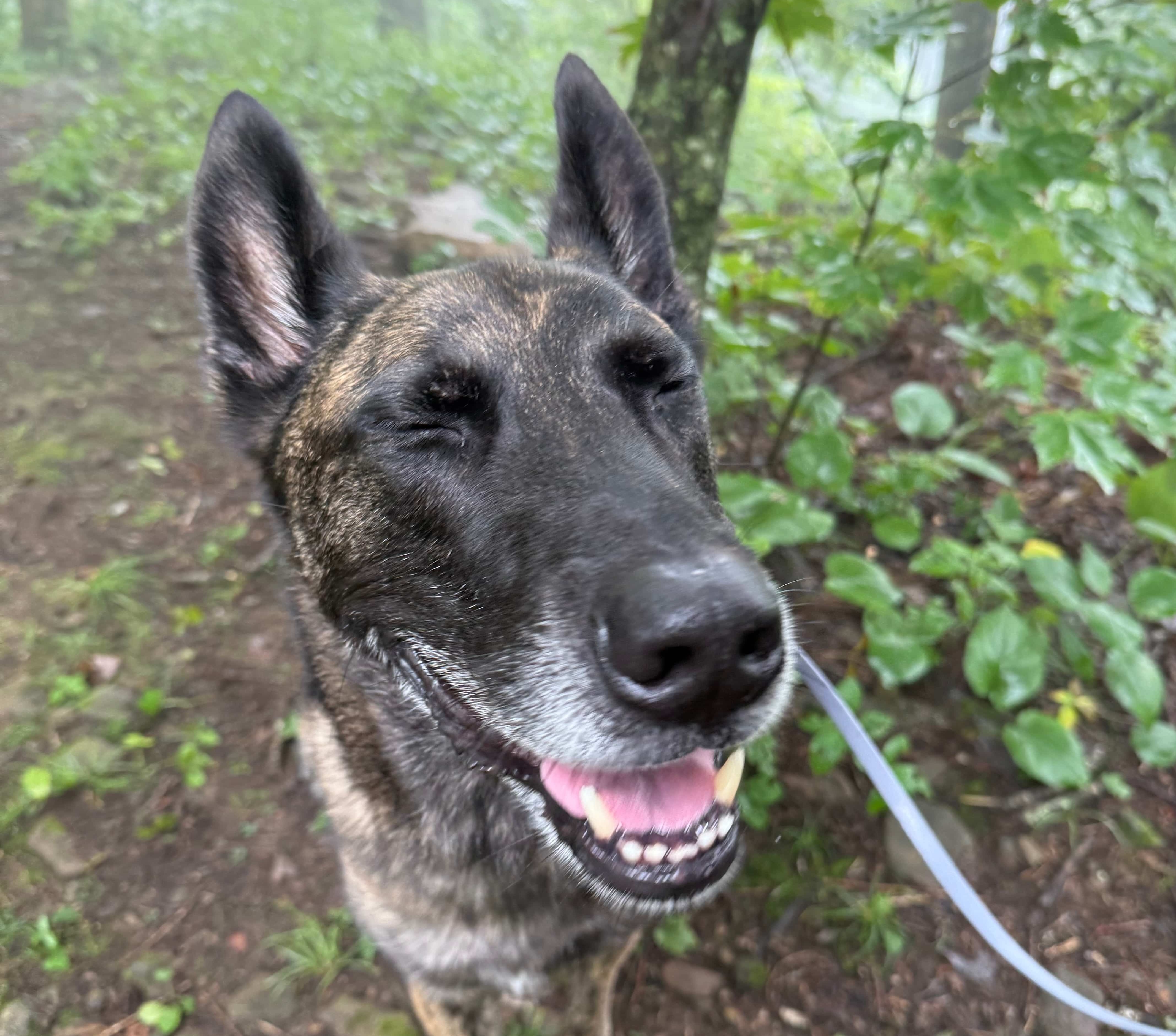 Photo of large dog smiling with his eyes closed