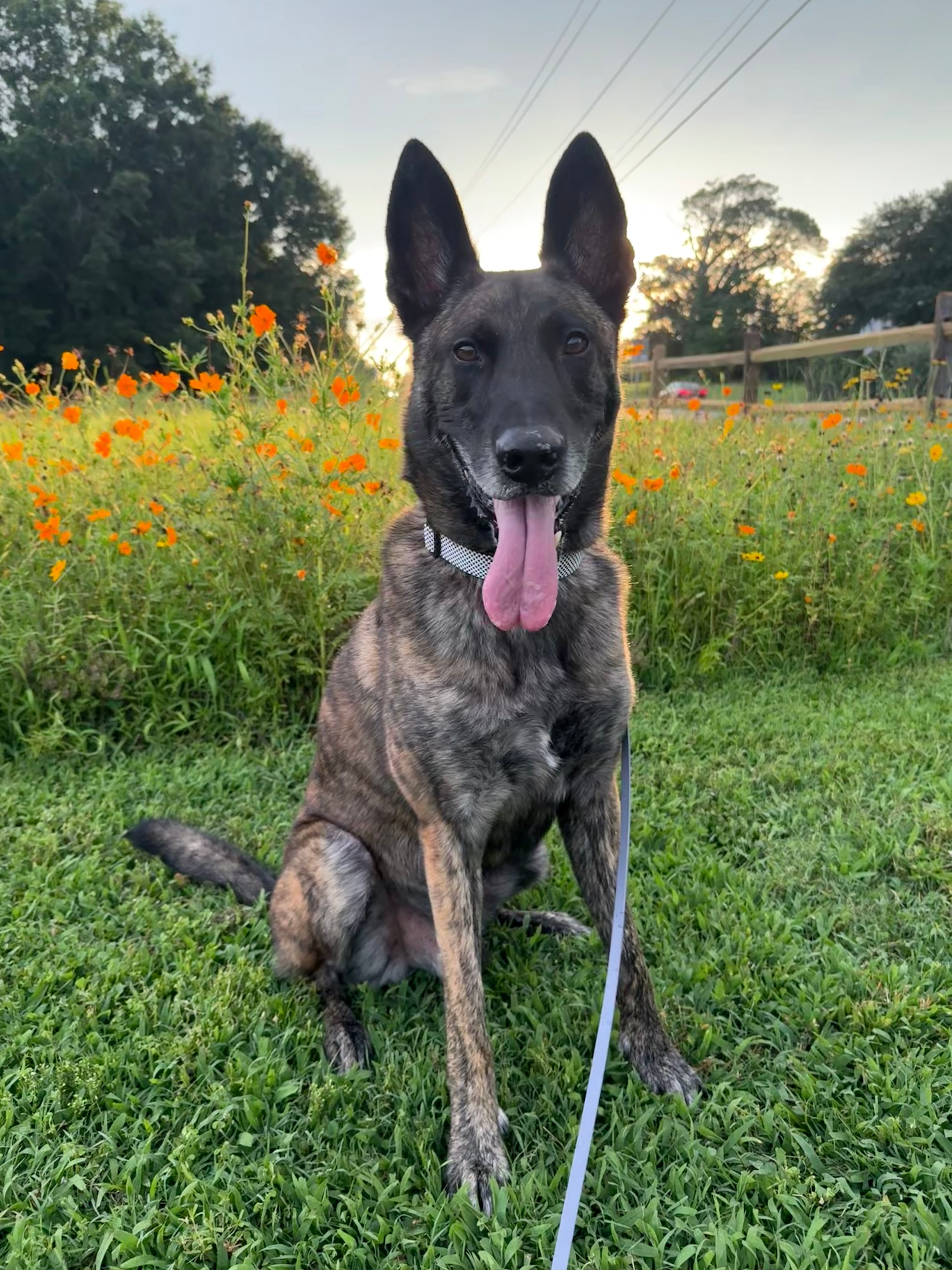 Photo of a Belgian Malinois dog sitting in a field of wildflowers