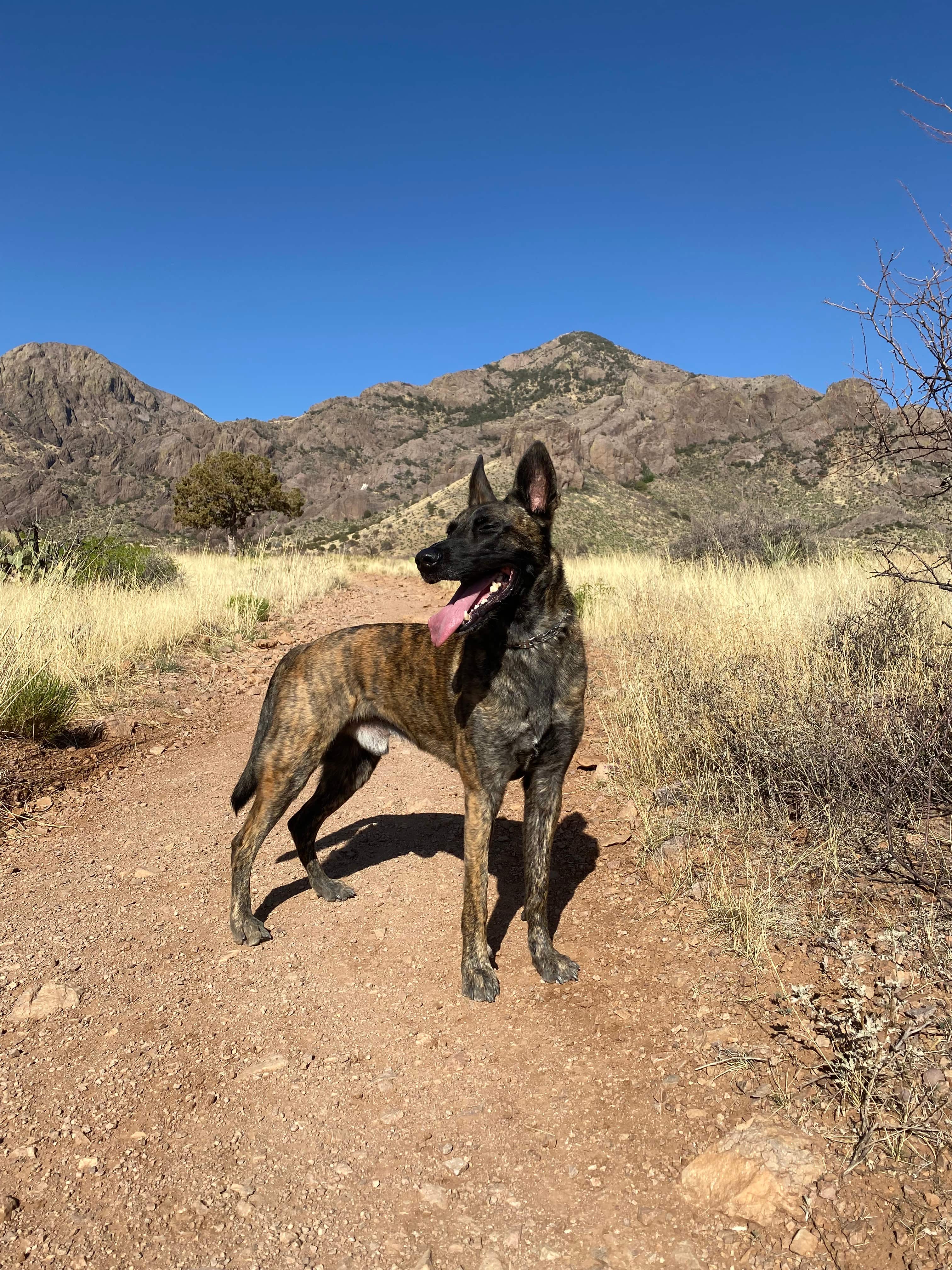 Belgian Malinois dog smiling in the desert with mountains behind him