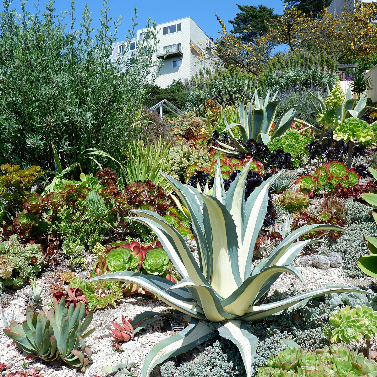 variegated agave succulent garden hillside sunny