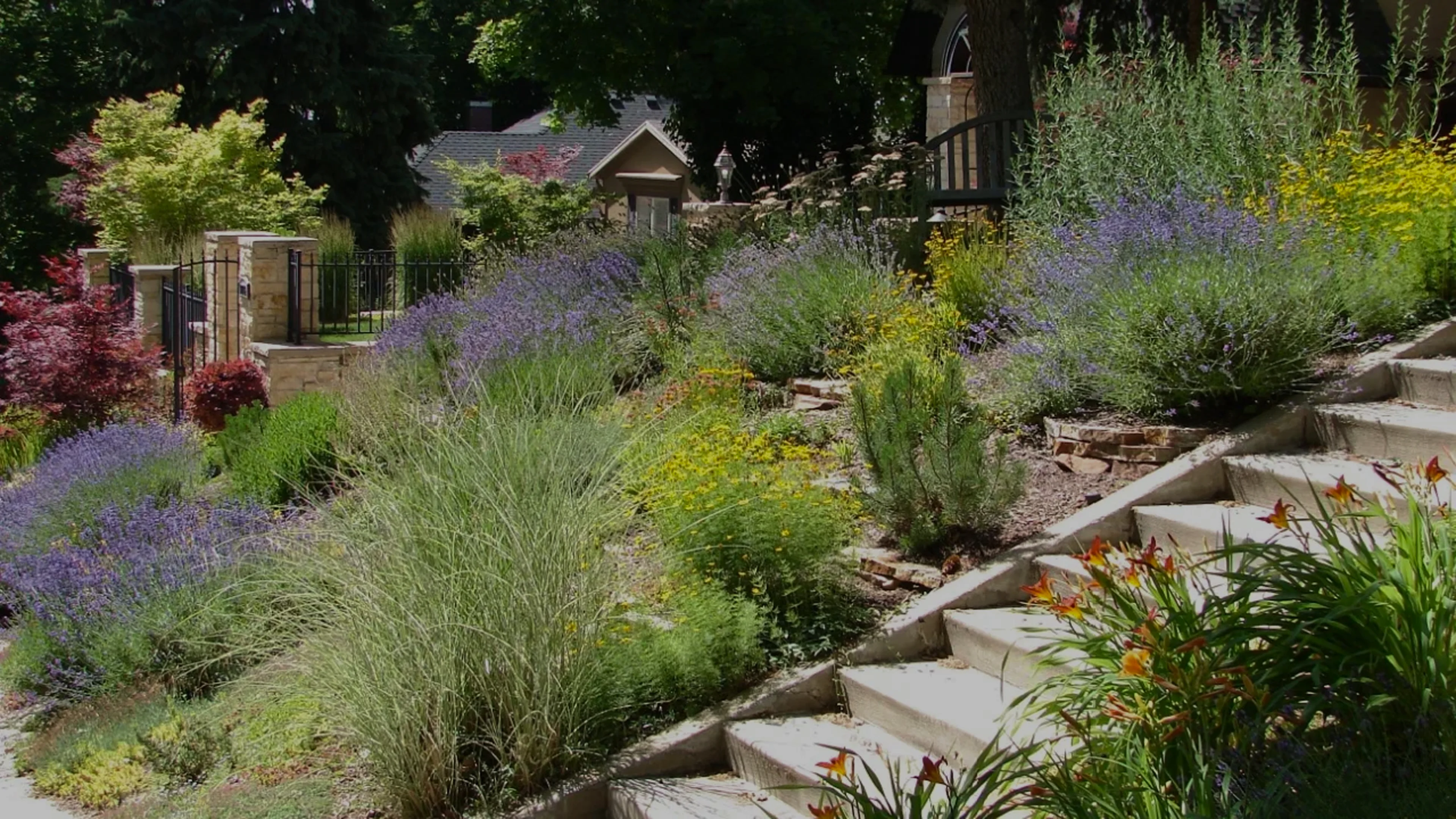 lavender and yellow flowers stone steps garden