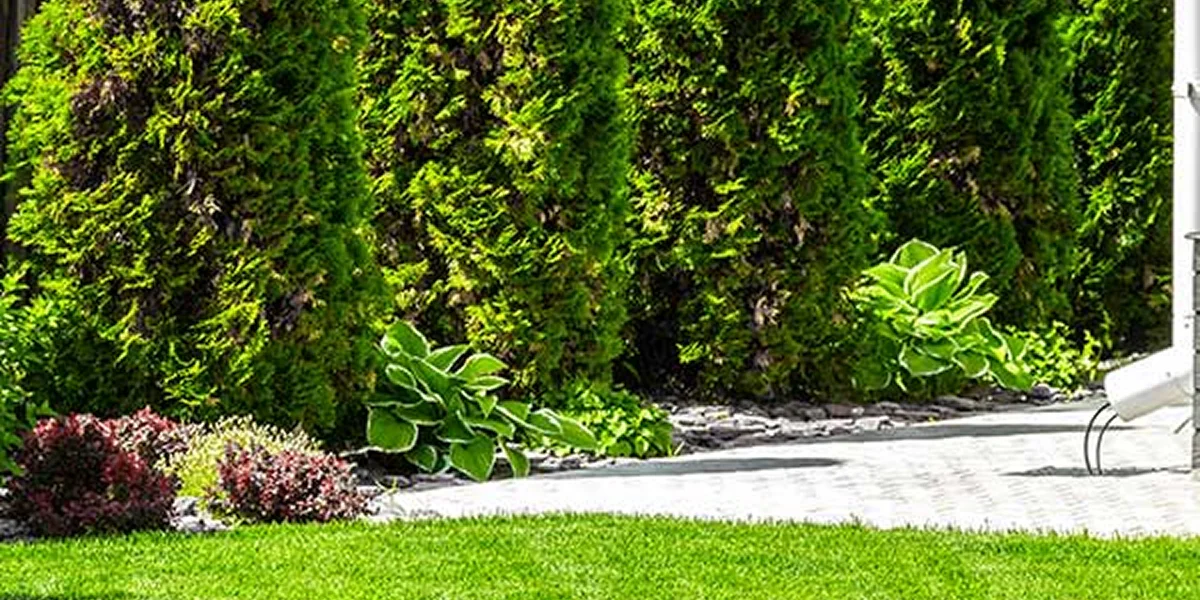 manicured green lawn evergreen privacy hedge