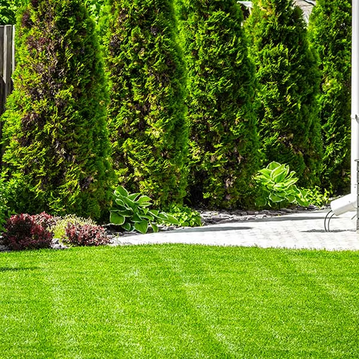 evergreen privacy hedge with hosta plants