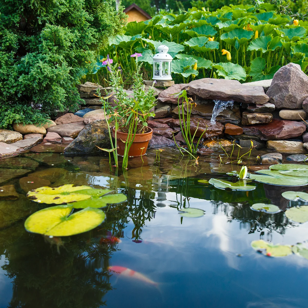 backyard koi pond lily pads orange koi
