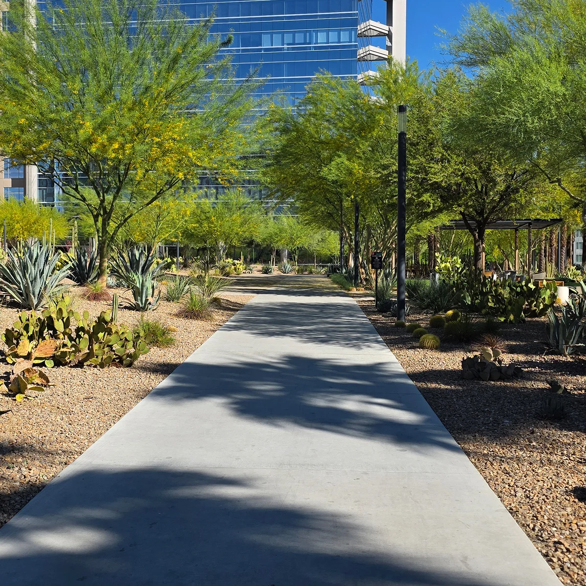 sunlit urban desert walkway with cacti
